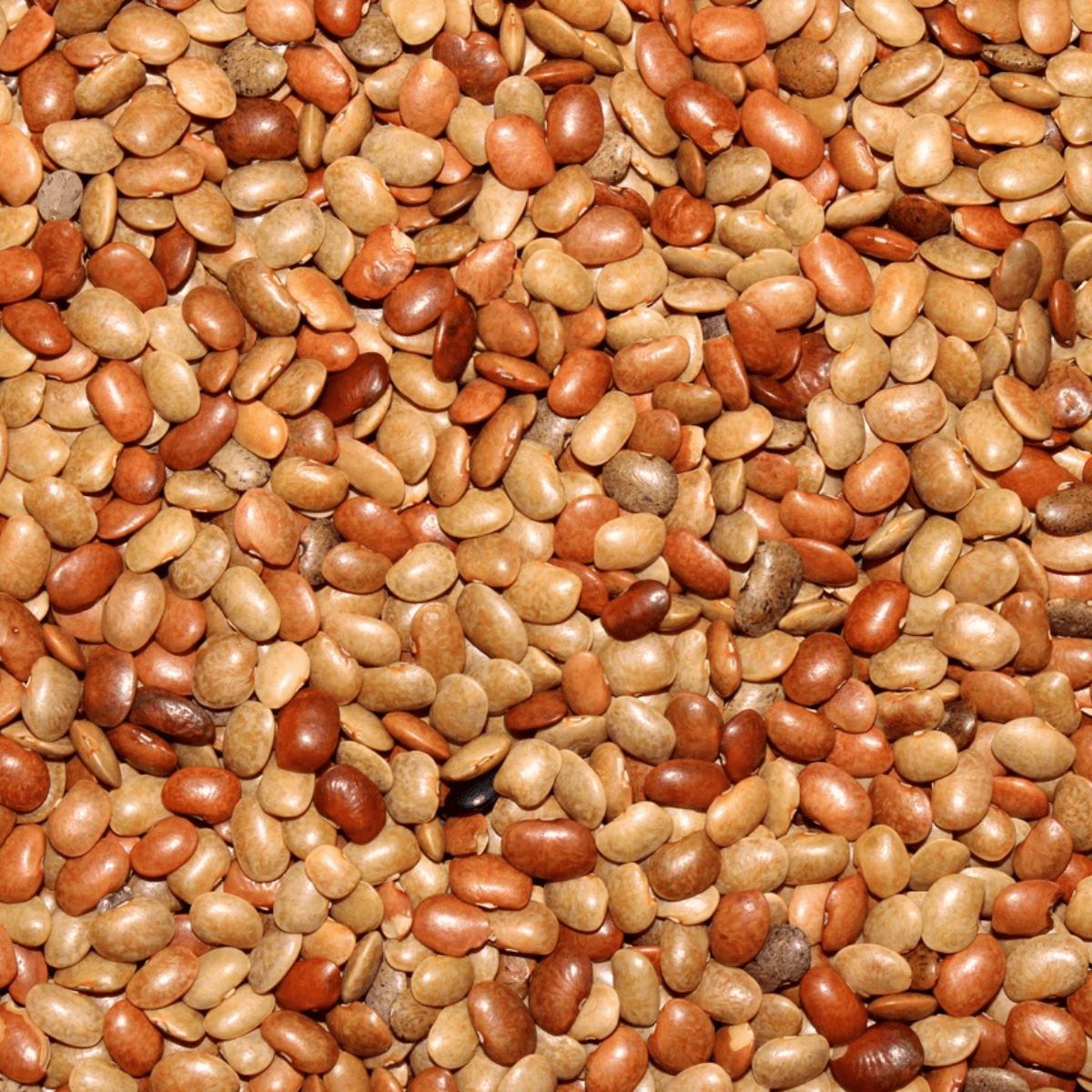 Horse Gram - Image 3